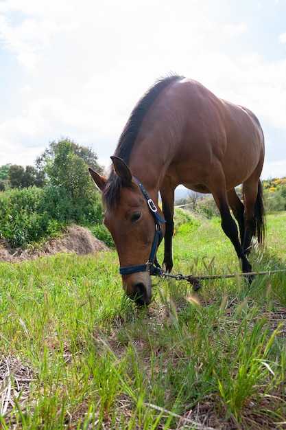 Paarden grazen in de wei