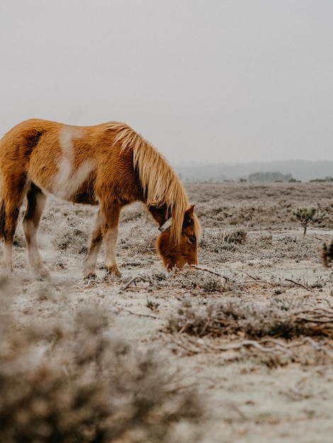 Paarden grazen in een bevroren veld in de winter
