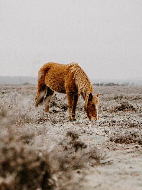 Paarden grazen in een bevroren veld in de winter