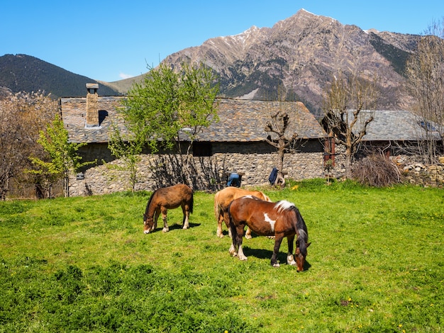 Paarden grazen in een oude, Romeinse stal, in Tall, Catalonië, Spanje