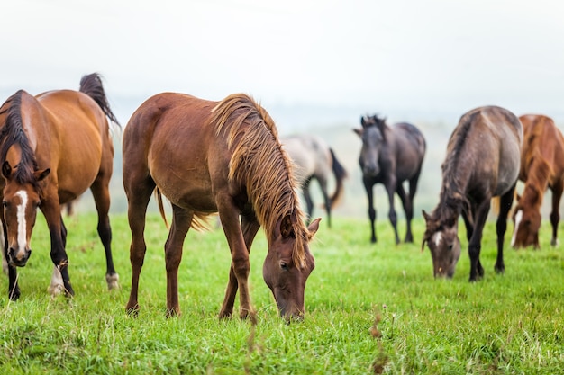 Paarden grazen in een weide in de herfst