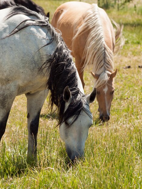 Paarden grazen in het veld.