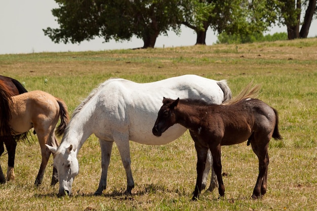 Paarden grazen in het veld.