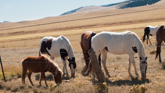 Paarden grazen in het veld.