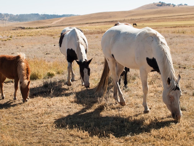 Paarden grazen in het veld.