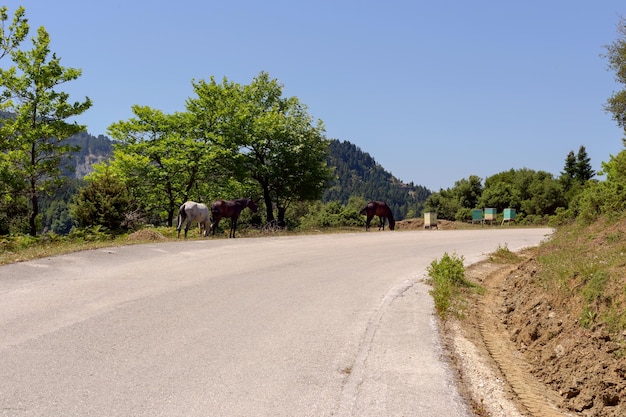 Paarden grazen langs de weg in de bergen