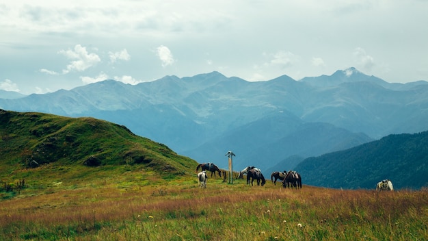 Paarden grazen op de achtergrond van de bergen