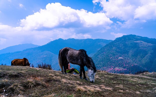 Foto paarden grazen op de weide van de bergen van nepal