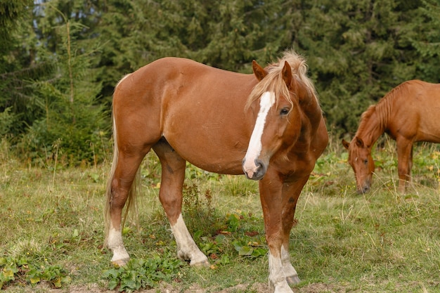 Paarden grazen op een bergweide