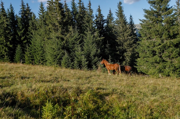 Paarden grazen op een bergweide