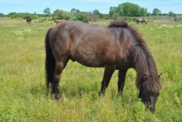 Paarden grazen op een grasveld
