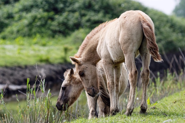 Paarden grazen op een grasveld