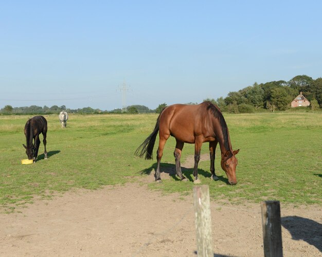 Foto paarden grazen op een grasveld