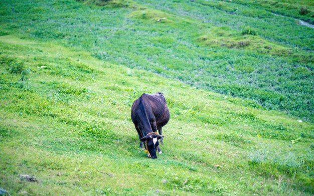 Foto paarden grazen op een grasveld