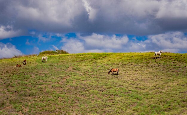 Paarden grazen op een heuvel met blauwe lucht op de achtergrond Paarden eten gras op een heuvel met blauwe lucht