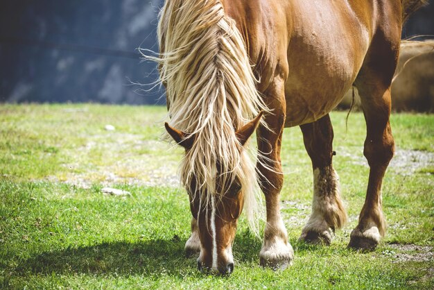 Paarden grazen op een veld