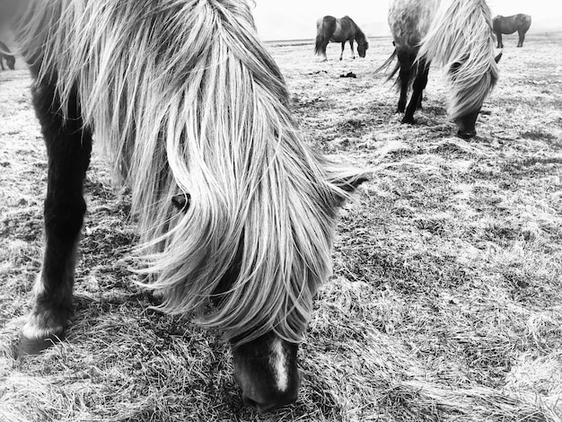 Foto paarden grazen op een veld