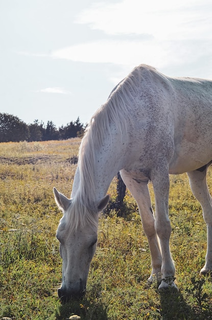 Foto paarden grazen op een veld