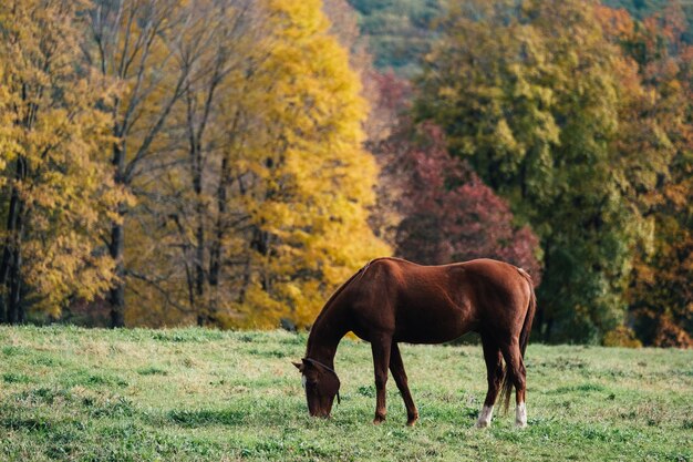 Paarden grazen op een veld