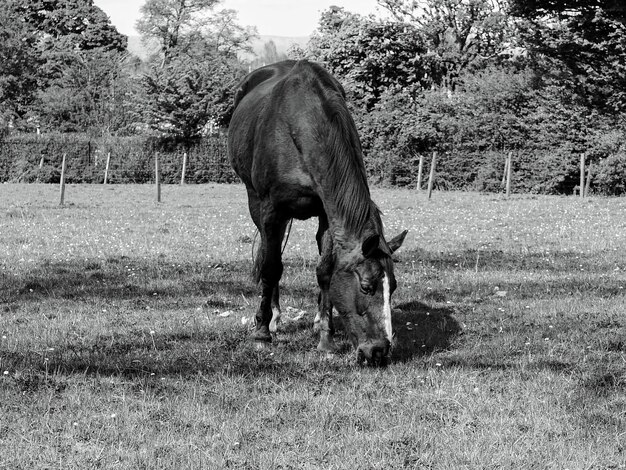 Foto paarden grazen op een veld