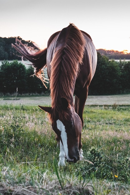 Foto paarden grazen op een veld