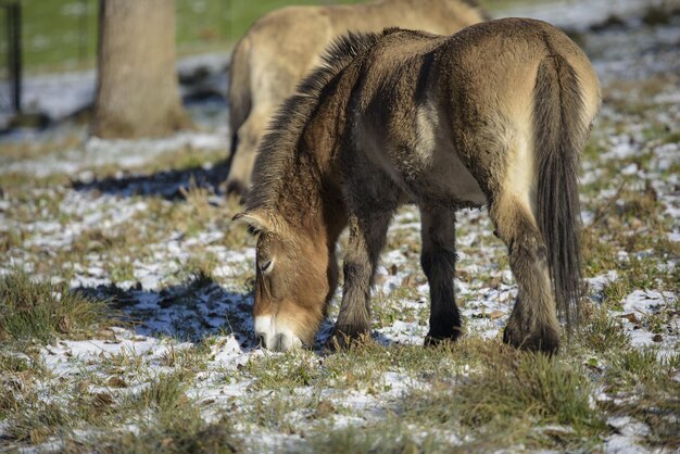 Foto paarden grazen op een veld