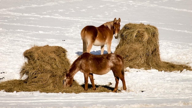 Paarden grazen op een winterdag.
