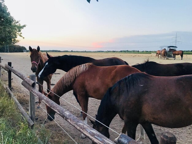 Paarden grazen op het land tegen de hemel bij zonsondergang.