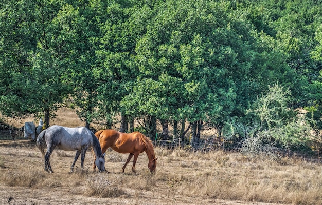 Paarden grazen op het platteland van Sardinië