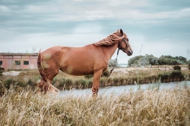 Foto paarden grazen op het veld zomer op een boerderij groen gras hemel heuvels bomen bergen paarden