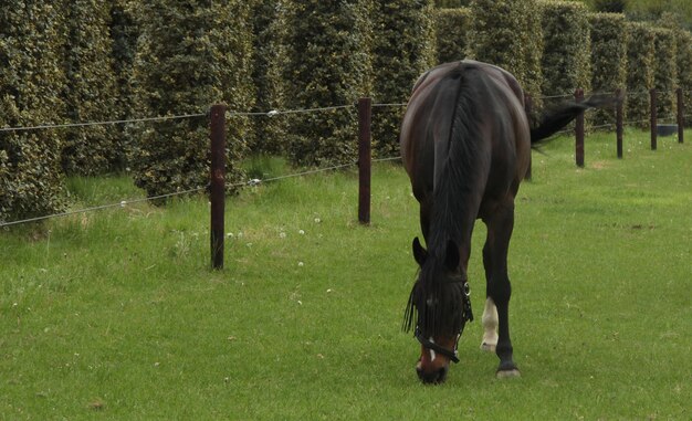 Foto paarden grazen op het veld