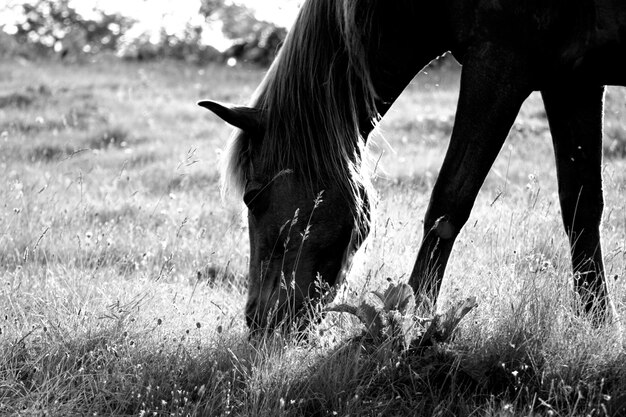 Paarden grazen op het veld