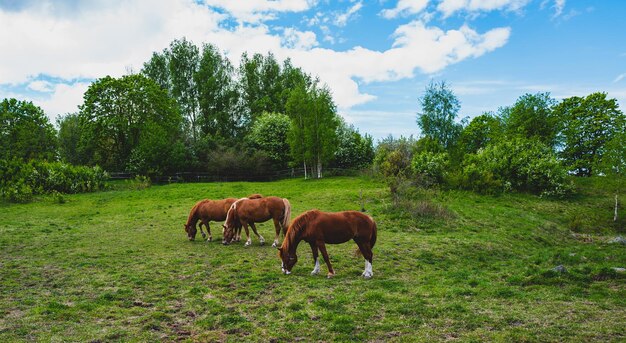 Foto paarden grazen op het veld