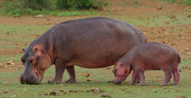 Paarden grazen op het veld