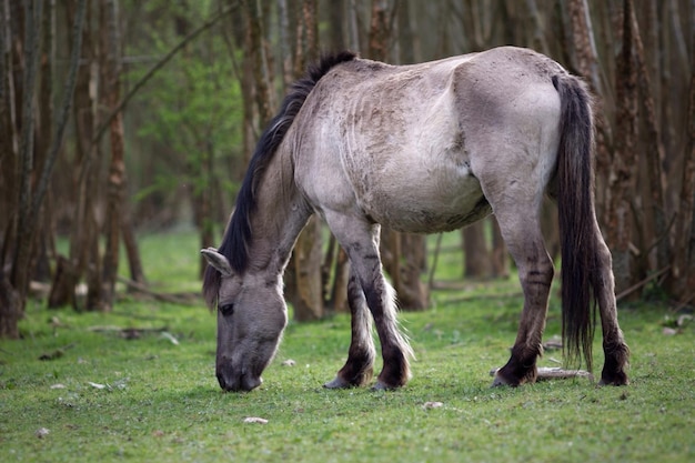 Paarden grazen op het veld