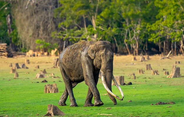 Paarden grazen op het veld