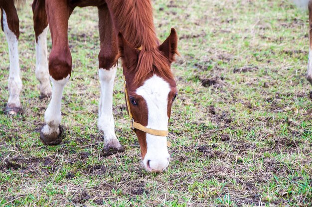 Foto paarden grazen op het veld