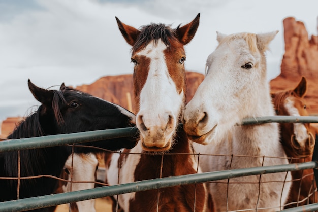 Paarden in Arizona