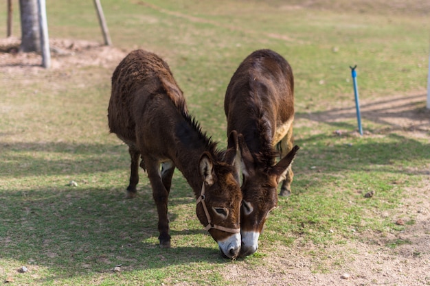 Paarden in de dierentuin