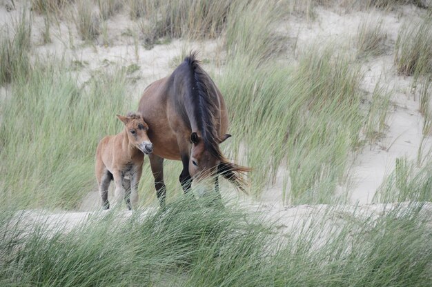 Foto paarden in de duinen.