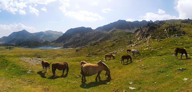 Paarden in de Montmalus-vallei Andorra