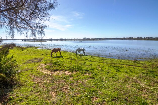 Foto paarden in de serene schoonheid van de moerassen van de stad rocio in huelva spanje