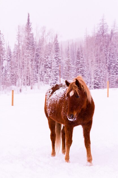 Paarden in de sneeuw op een kleine boerderij in Colorado.