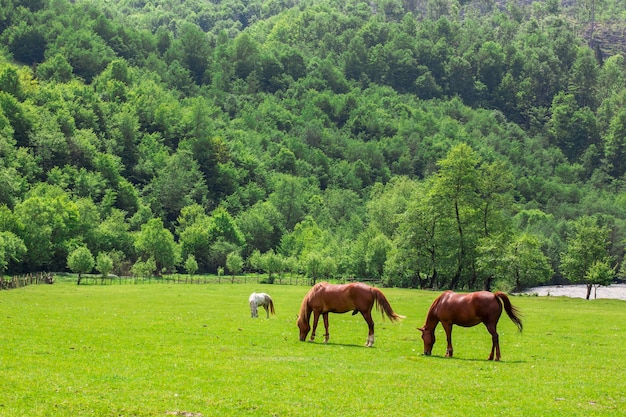 Paarden in de wei die gras eten op de achtergrond van bergen en bomen op een zomerdag