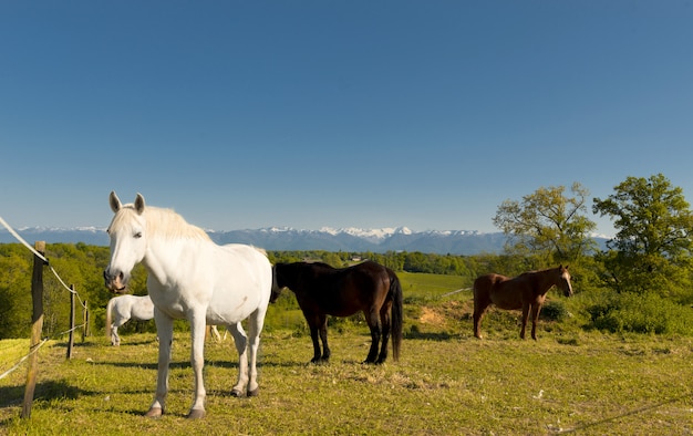 Paarden in de weide, de bergen van de pyreneeën op achtergrond