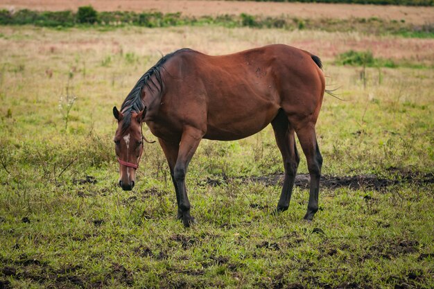 Paarden in een open grasveld