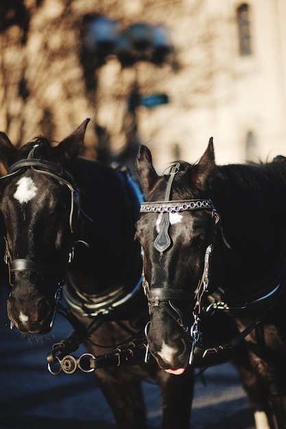 Foto paarden in een stad