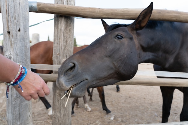 Foto paarden in een stal buitenshuis