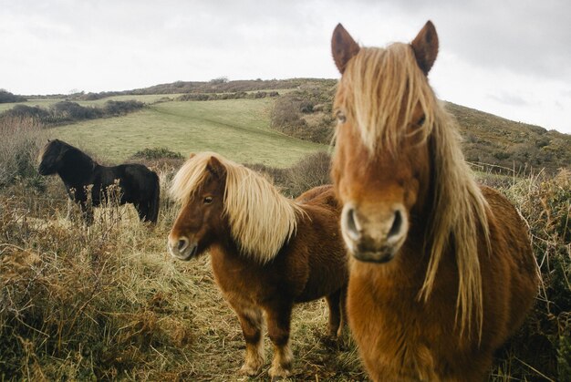 Paarden in een veld.