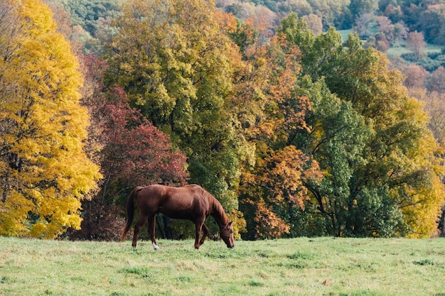 Paarden in een veld.
